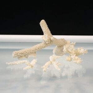 Corals Lot Natural Sea Corals Decorative Display Aquarium